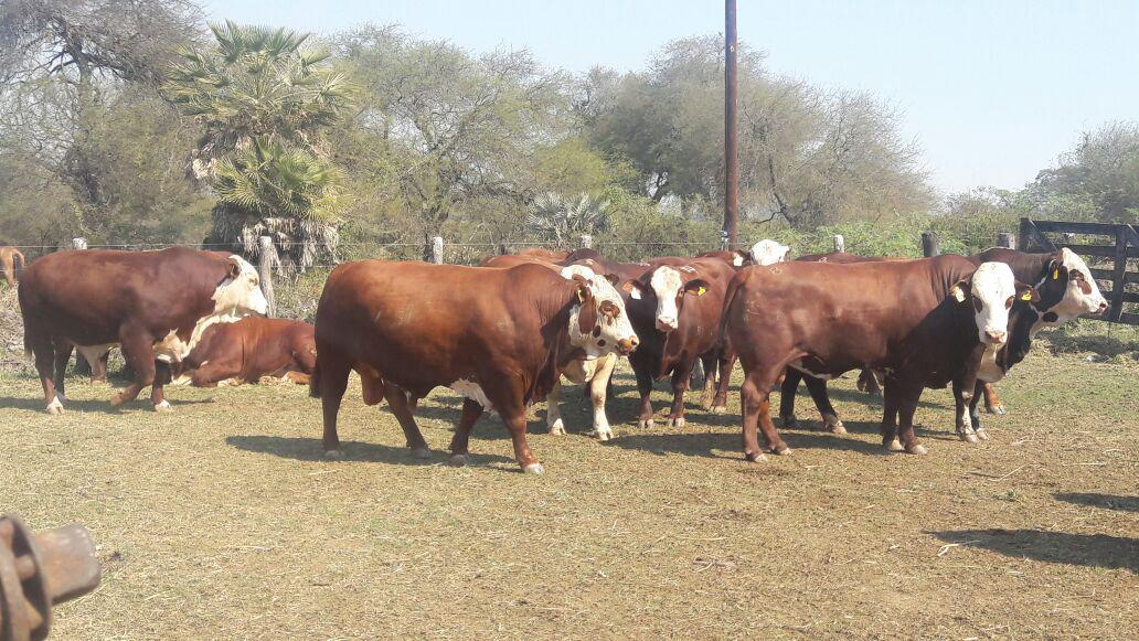 El Yarará - Imagen
